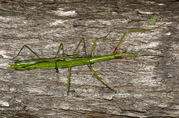 Stick Insect (Clitarchus hookeri) — Stockfoto