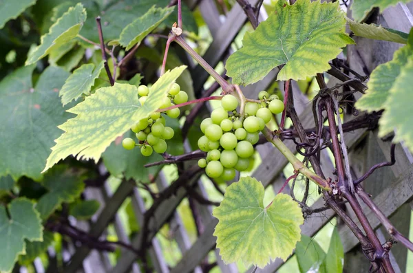 Grapevine — Stock Photo, Image