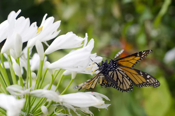 Monarch kelebek çiftleşme — Stok fotoğraf