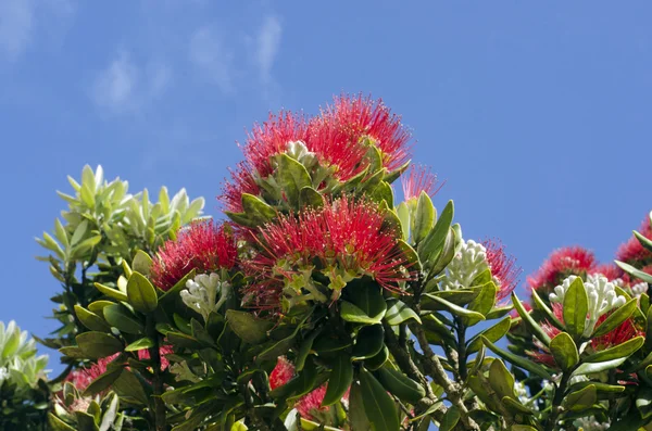 Pohutukawa flower — Stock Photo, Image
