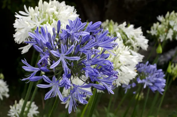 Agapanthus flor azul meia-noite — Fotografia de Stock