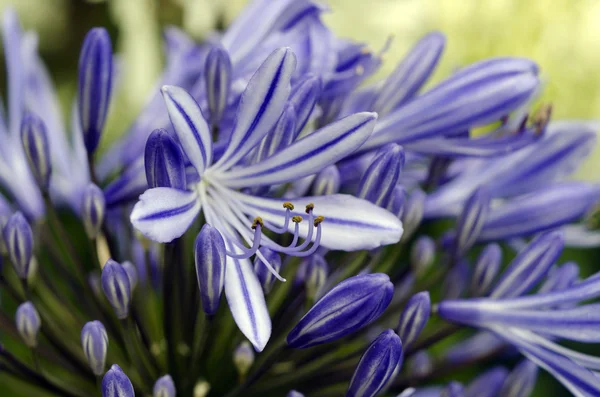 Agapanthus 午夜蓝色花 — 图库照片