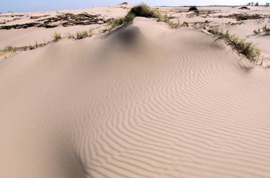 Henderson bay northland, Yeni Zelanda