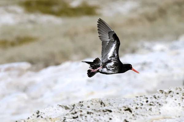 Bonte oystercatche in henderson bay, northland Nieuw-Zeeland — Stockfoto