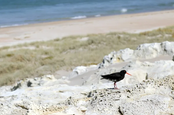 Oystercatche em Henderson Bay, Northland Nova Zelândia — Fotografia de Stock