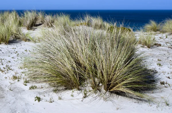 Marram 草在北国新西兰亨德森湾 — 图库照片