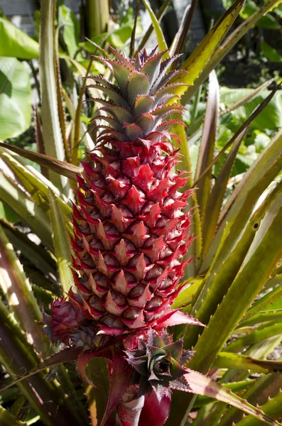 Pineapple — Stock Photo, Image