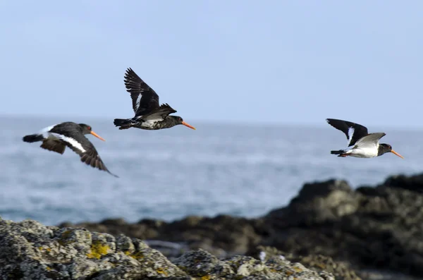 Alaca oystercatche — Stok fotoğraf