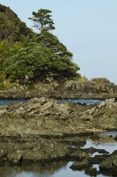 在新西兰的野生海滩 — 图库照片