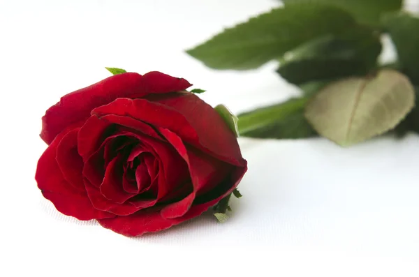 Red rose — Stock Photo, Image