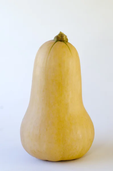 Butternut squash — Stock Photo, Image