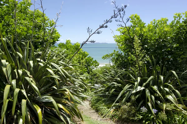 Landscape of Northland New Zealand. — Stock Photo, Image