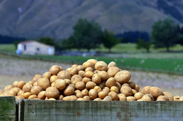 Potatoes field — Stock Photo, Image