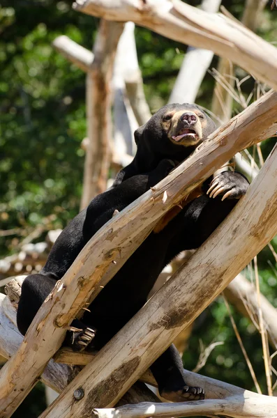 Malaj Sun Bear — Stockfoto