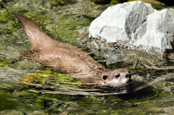 Kleine klauwkikker otter — Stockfoto