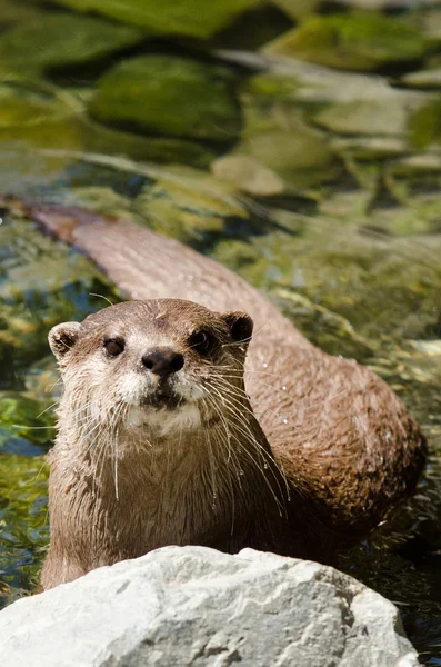 Pequeña nutria con garras —  Fotos de Stock