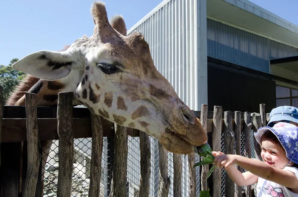 Criança alimenta uma girafa — Fotografia de Stock