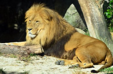 Aslan