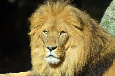 Aslan