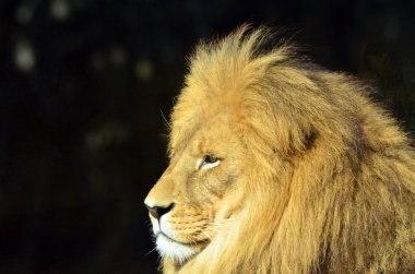 Aslan