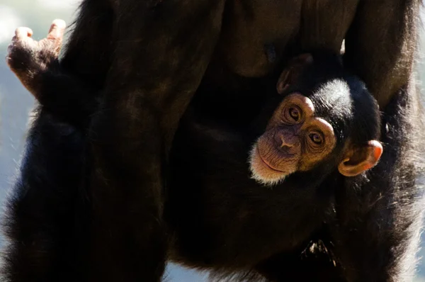 Chimpansee — Stockfoto