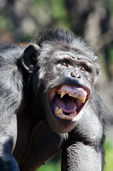 Chimpansee — Stockfoto