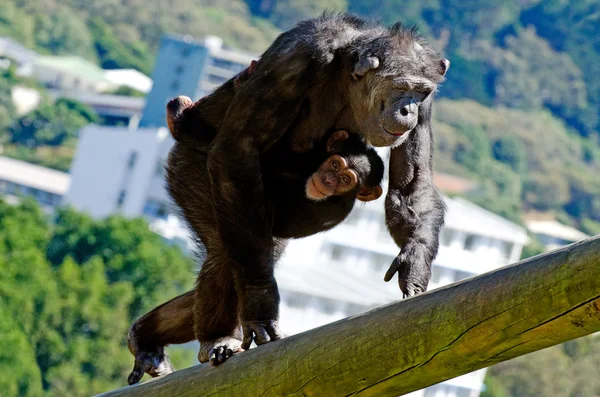 Шимпанзе — стокове фото