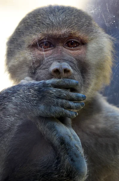 Hamadryas babuíno — Fotografia de Stock