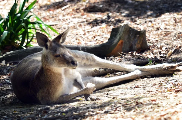 Grå jättekänguru — Stockfoto