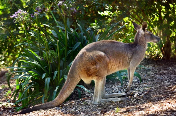 Wschodniej szary kangur — Zdjęcie stockowe