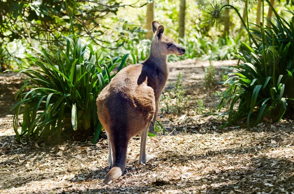 Kangourou gris oriental — Photo
