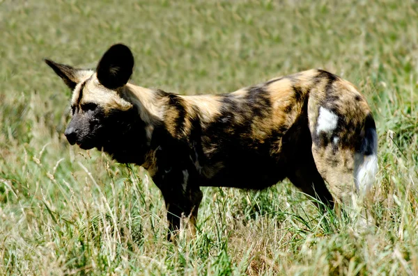 Afrikaanse wilde hond — Stockfoto