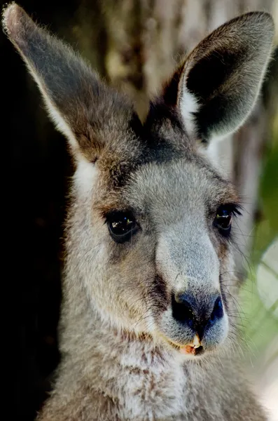 Eastern Gray Kangaroo — Stock Photo, Image