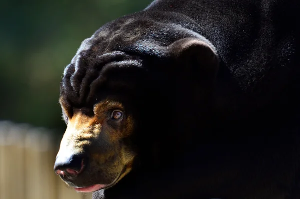 Malayan sun bear — Stock Photo, Image