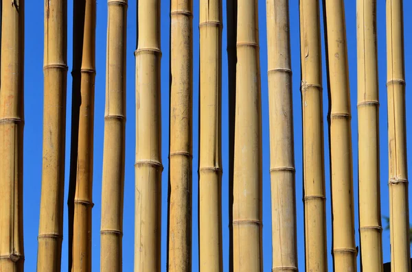 Bamboo wall — Stockfoto