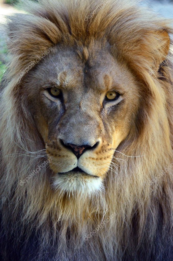 Lion &#8212; Stock Photo © lucidwaters #22420297