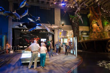 NZ sualtı dünyası