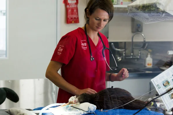 Kiwi ferido durante uma cirurgia — Fotografia de Stock