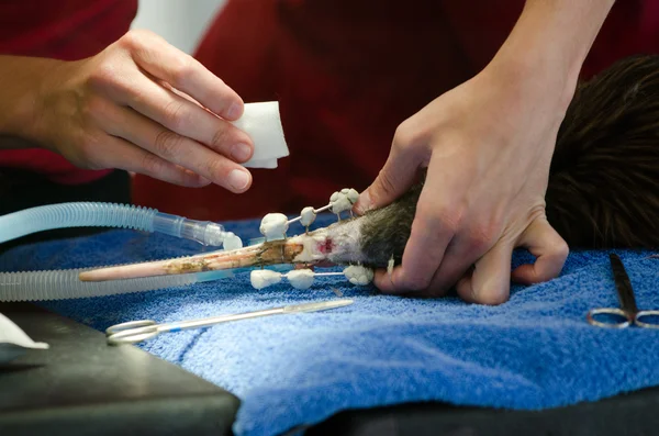 Injured Kiwi during a surgery — Stock Photo, Image