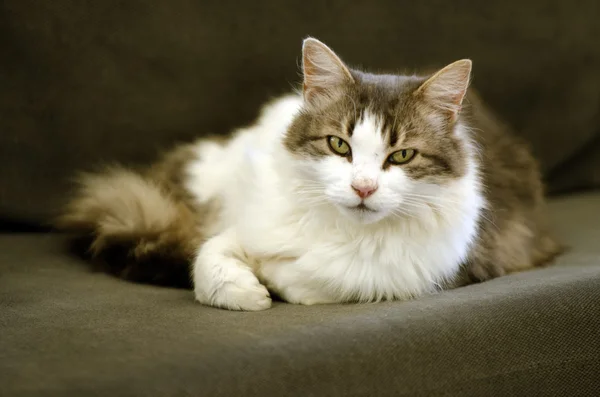 Gato doméstico — Foto de Stock