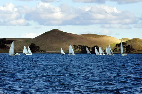 Waiheke eiland Nieuw-Zeeland — Stockfoto