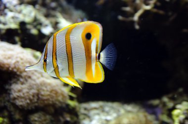 Copperband butterflyfish