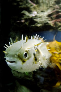 Blow Fish - Tetraodontidae clipart