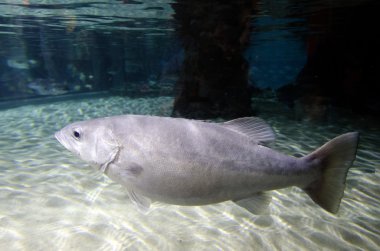 Groper balık - (Polyprion oxygeneios)