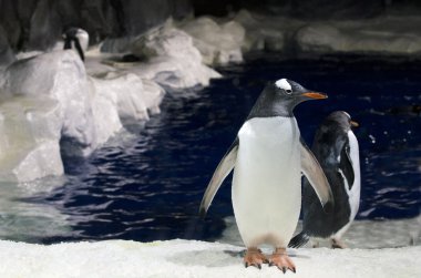 Gentoo pengueni - pygoscelis papua