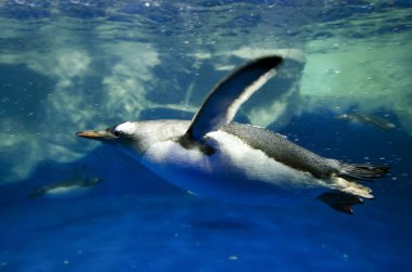 Gentoo pengueni - pygoscelis papua