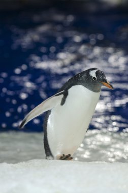 Gentoo pengueni - pygoscelis papua
