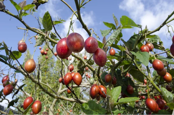 Árbol frutal de Tamarillo —  Fotos de Stock