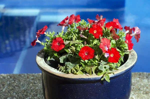 Rote Petunienblüten — Stockfoto