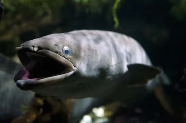 Yeni Zelanda longfin yılan balığı — Stok fotoğraf